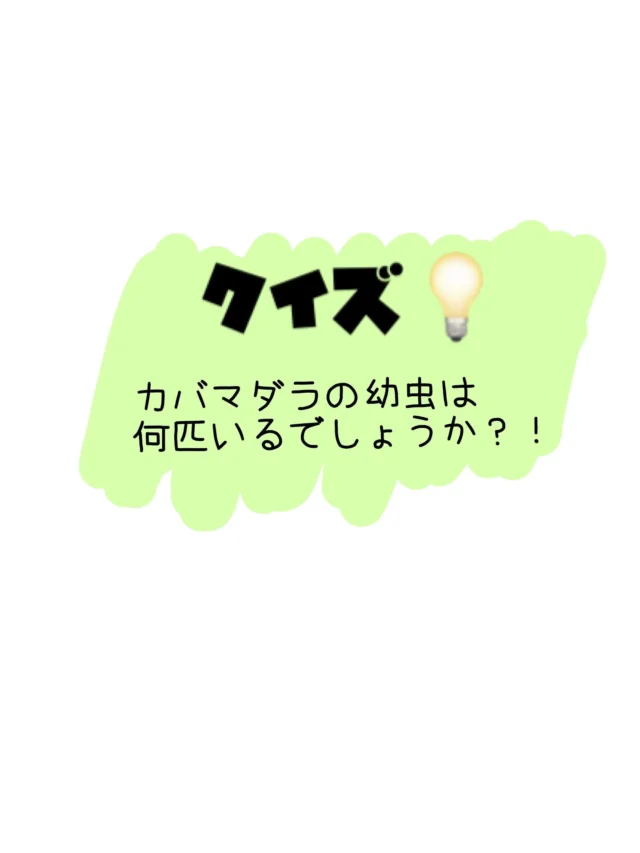 .
毎年、園庭に咲いたトウワタの花に
遊びにくるかばまだらの蝶が
卵を生んで今年も沢山の幼虫が
かくれんぼをしています😆👏

隠れた幼虫を
見つけてみてくださーい🍃🍃

拡大して見ても
超難問です🧐💡