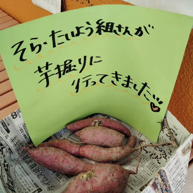 ４.５歳児が芋掘り遠足に行ってきましたよ！！
始めはどこにお芋があるのか不安そうな子どもたちでしたが、少しずつ掘っていくとたくさんのお芋を見つけ、大喜び♪
『いっぱい取れた！』『たくさんくっついてるー』『バッタもいるよ』（笑）と食物や土、虫などにも触れ、良い体験になりました！！
お昼はお家族の愛情たっぷりのお弁当を公園で頂き楽しみました☆

#みやび認定こども園 
#みやび福祉会 
#芋掘り遠足 
#お弁当
#いのちのたまご公園