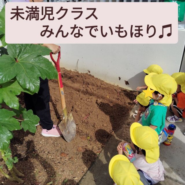 今日はらっこぐみ、ぺんぎんぐみ、いるかぐみでいもほりをしました。
大きいお芋に小さいお芋！
子どもたちは大喜びで収穫を楽しんでいました。
土に触れる経験にもなりました♫
お部屋に戻ると、「いつ、おいも食べる？」と楽しみにしている子どもたちです☺️

#みやびの杜保育園
#いもほり
