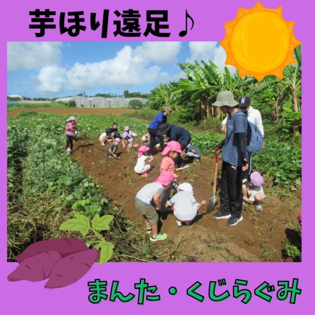 １０月末に、まんたとくじらぐみさんは芋ほり遠足に行きました♬お芋の葉っぱやつるが沢山出来ており、子ども達はスコップや手を使って一生懸命掘ってお芋を探していました。経験のあるくじら組さんは、まんた組さんに掘り方を教えていきます。沢山のお芋が収穫でき子ども達もとっても嬉しそうでしたよ(*^^*)
さて、収穫したお芋はどうやって食べようかな？と楽しみにしている子ども達です♬