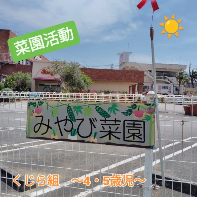 菜園活動では、夏野菜が沢山実ってきており収穫できる日を楽しみにしている子ども達！前回よりもスイカが大きくなっていたことで「大きくなってる〜！」とその生長を喜んでいましたよ♪　畑のお手伝いをして下さるSさんにも感謝の気持ちでいっぱいです。

#みやびの杜保育園 
#菜園活動