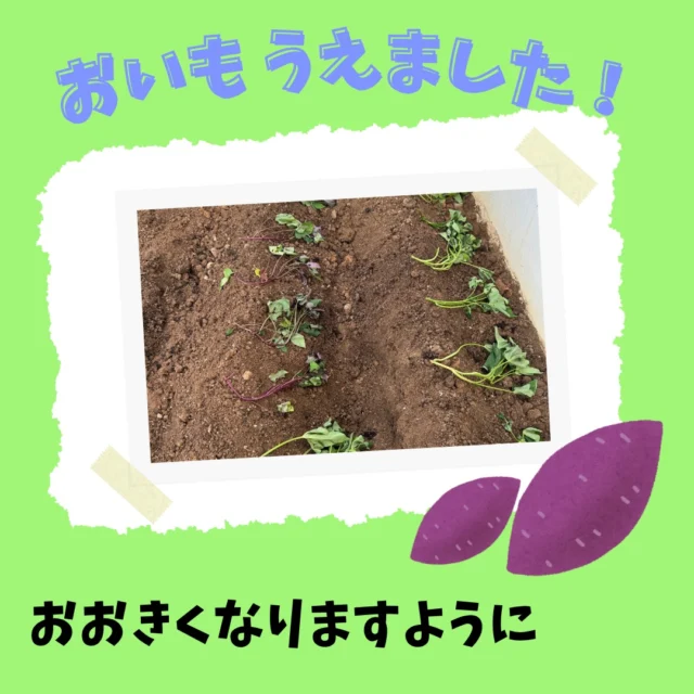 今年度も、保育園の玄関横のミニ菜園にお芋をうえましたよ(*^-^*)♪このお芋は遠くの畑にいけない未満児クラスさんで掘りたいと思います☆
たくさんお芋ができますように…！